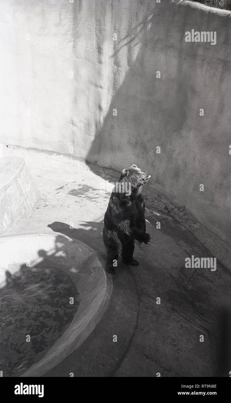 Wojtek bär edinburgh Fotos und Bildmaterial in hoher Auflösung Alamy