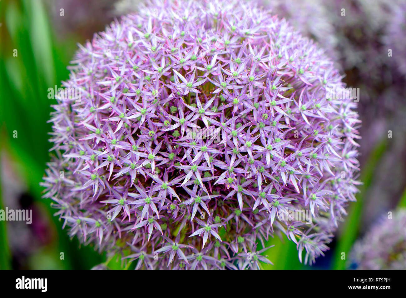 Allium Pinball Wizard Zierpflanze mit einem großen flowerhead Stockfoto