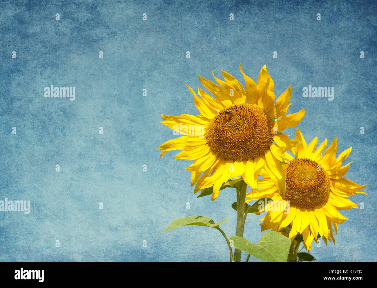 Zwei Sonnenblumen gegen den blauen Himmel. Hinzugefügt Papier Textur. Fokus auf der linken Blume. Stockfoto