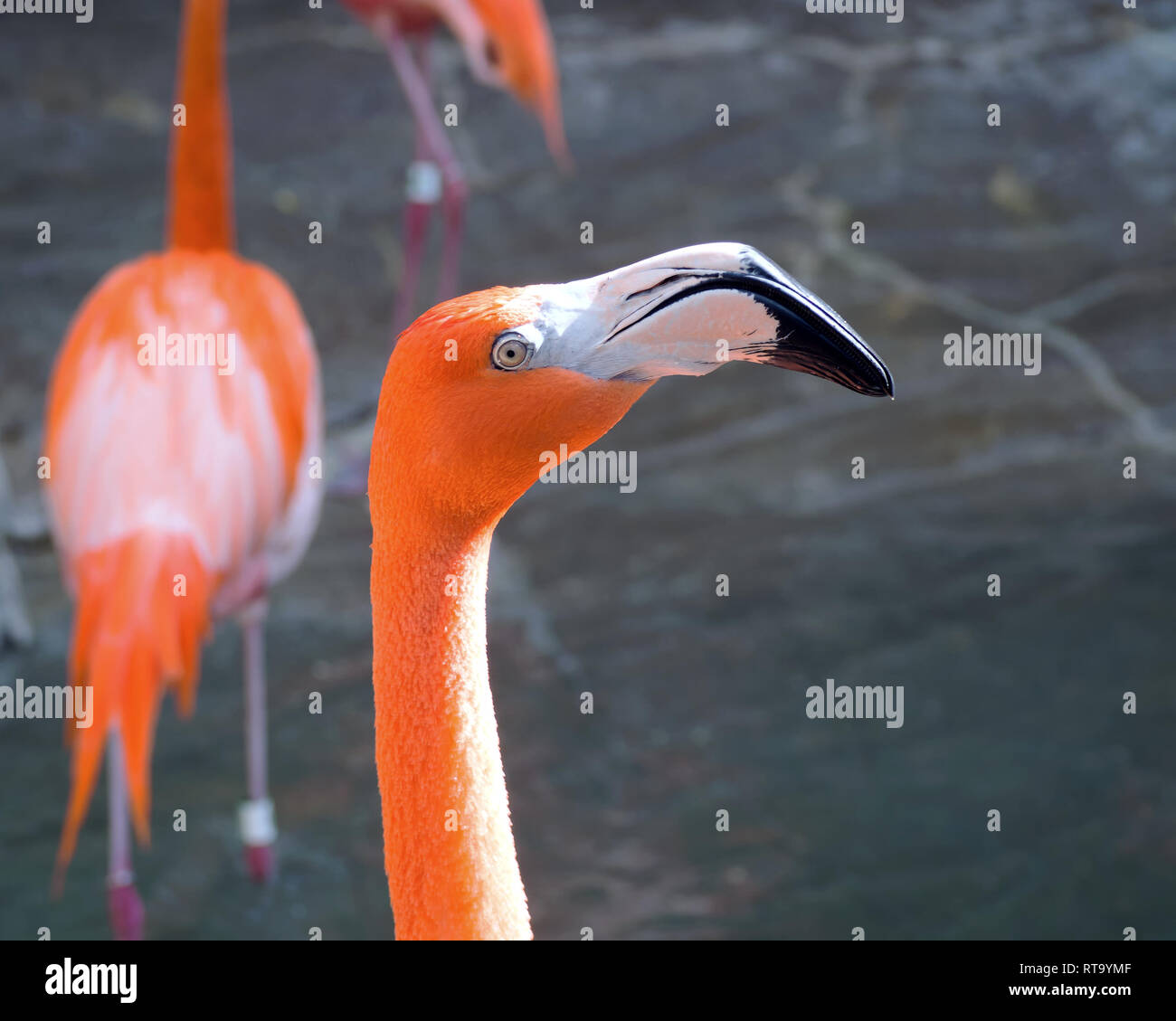 Amerikanische Flamingo an der Texas State Aquarium in Corpus Christi, Texas USA. Stockfoto