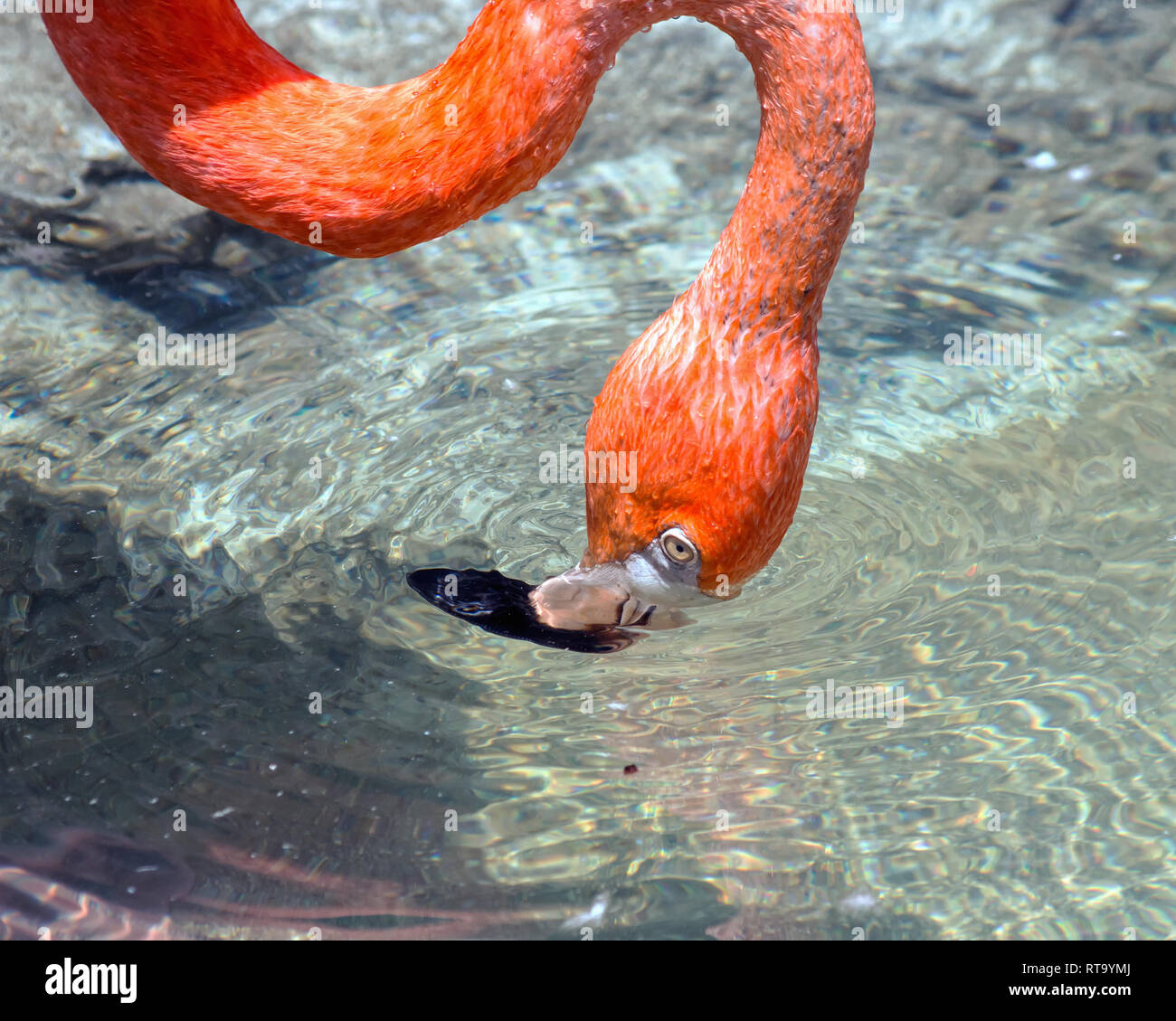 Eine amerikanische Flamingo dips seine Rechnung im Wasser an der Texas State Aquarium in Corpus Christi, Texas USA. Stockfoto