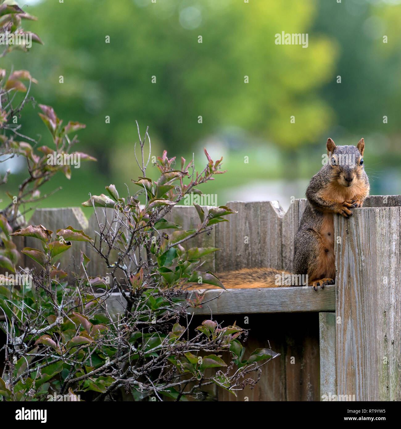Ein Eichhörnchen Uhren der Fotograf von einem Holzzaun, Ankeny, Iowa. Stockfoto