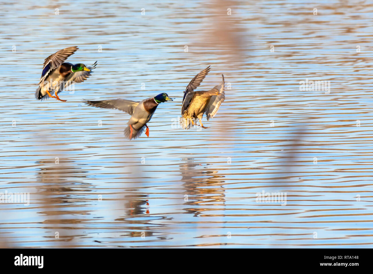 Drei Stockenten Landung auf See Oberfläche leuchtet am Nachmittag Sonne. Schön und hell Natur Bild mit kopieren. Wildlife Fotografie UK. Stockfoto