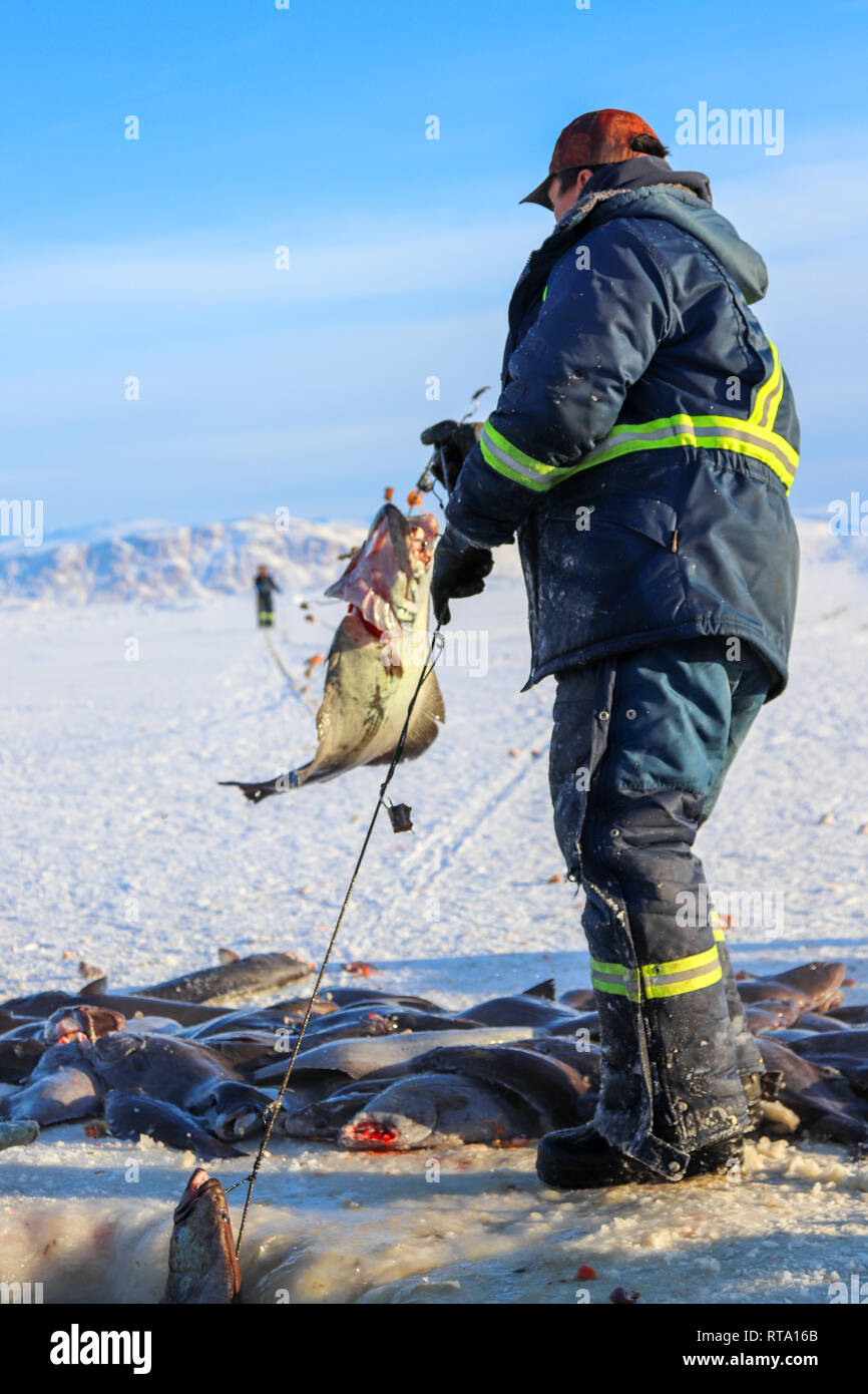 Ziehen in den Steinbutt Linien Stockfoto