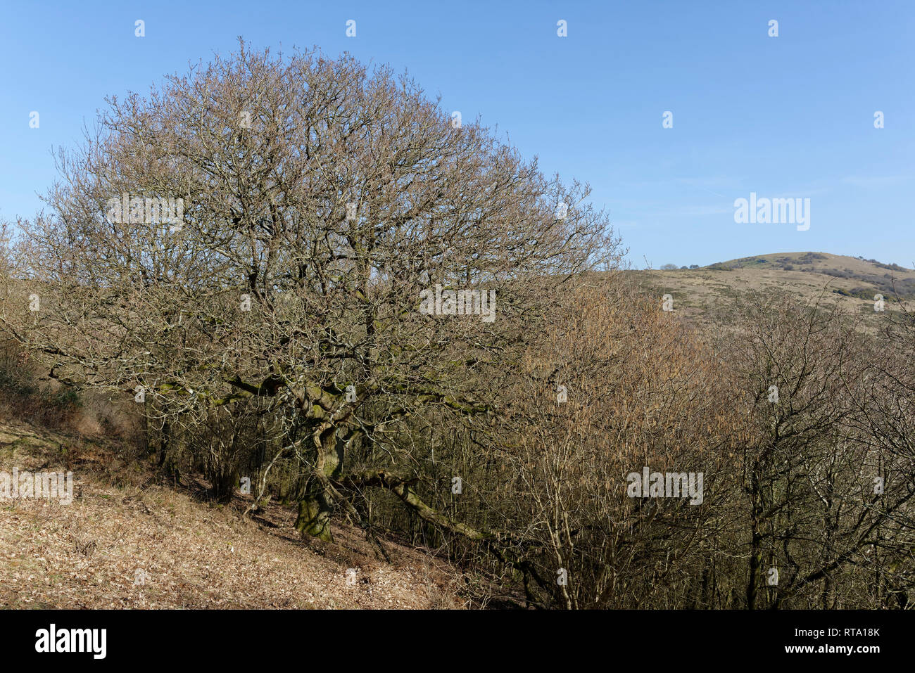 Pedunculate (Englisch) Eiche - Quercus robur späten Winter auf Crook Peak, Somerset Stockfoto