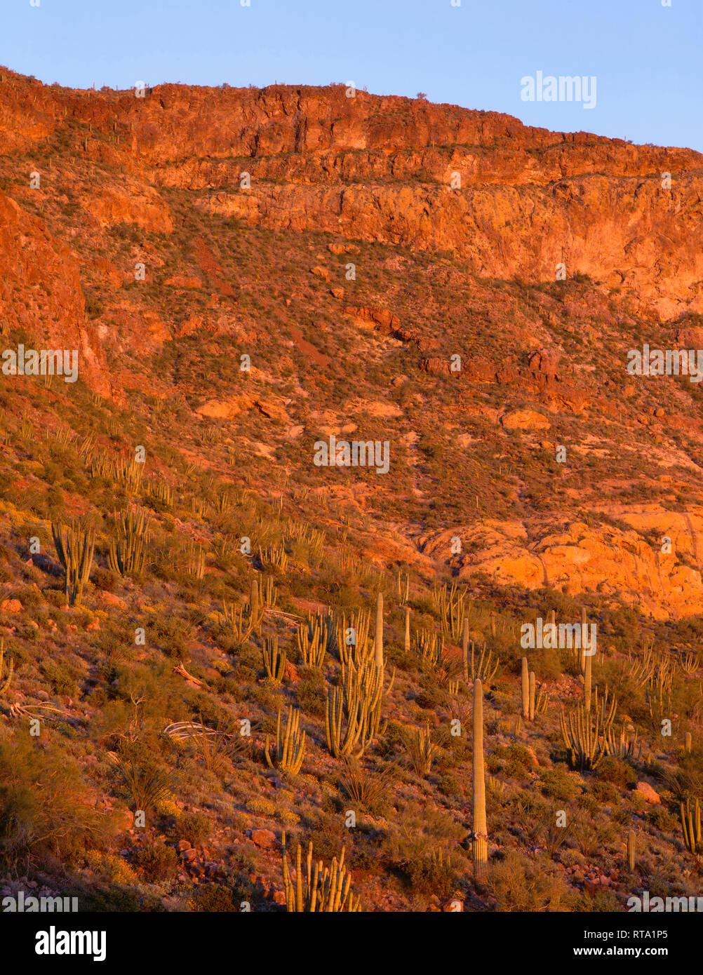 USA, Arizona, Organ Pipe Cactus National Monument, Sonnenuntergang Licht auf orgelpfeife und Saguaro Kakteen und steilen Hängen des Diablo Berge. Stockfoto