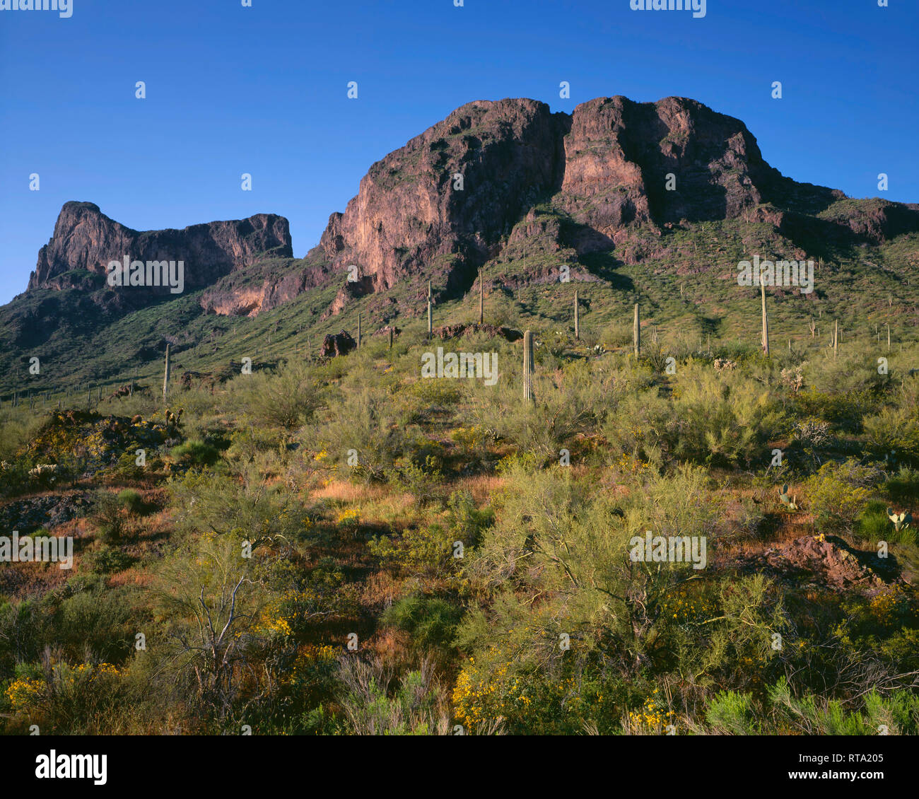 USA, Arizona, Picacho Peak State Park, steilen vulkanischen Klippen der Picacho Peak mit Saguaro Kakteen, Ocotillo und Palo Verde am unteren Hängen. Stockfoto