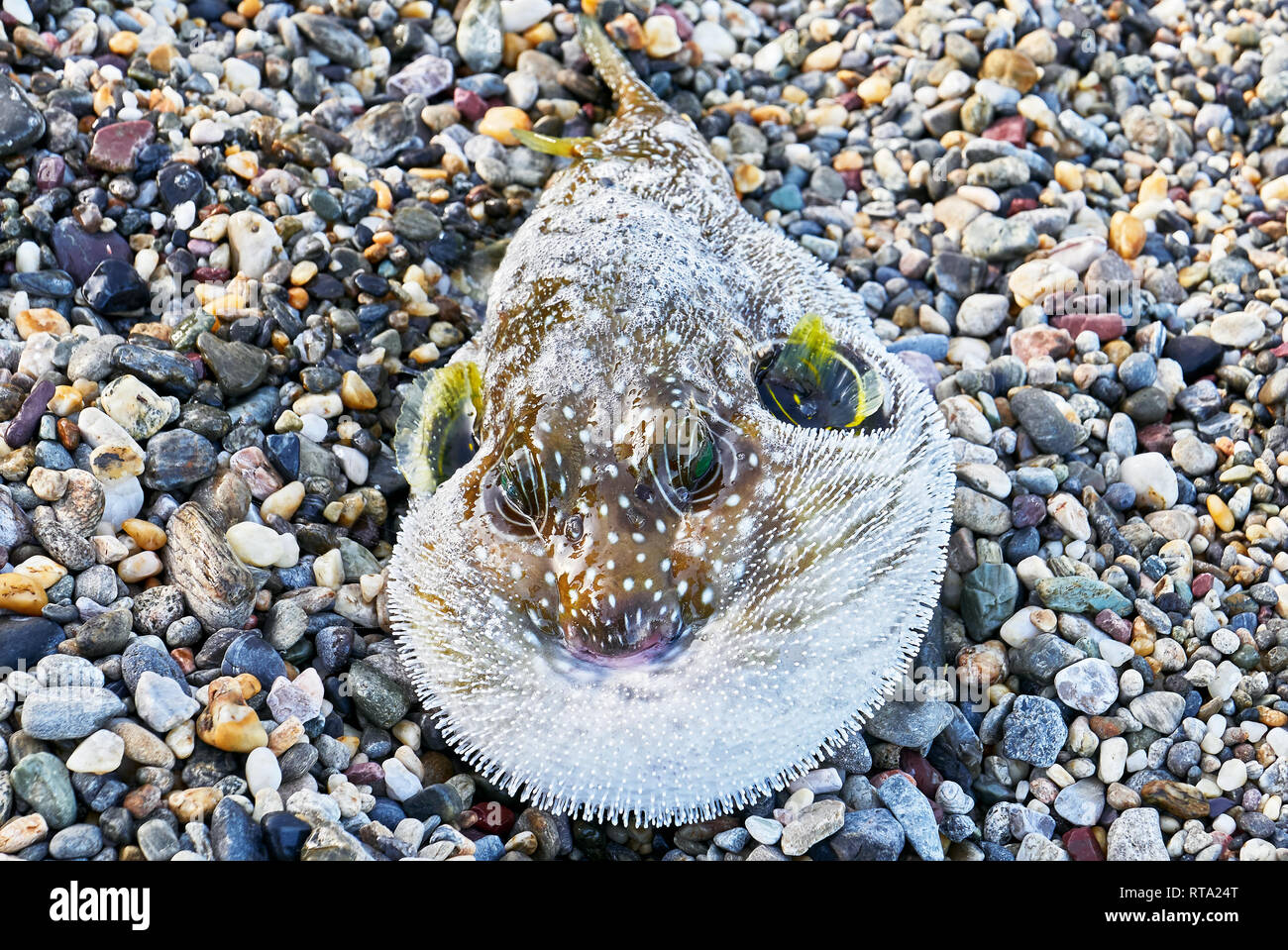 Nahaufnahme einer braunen geblasen Kugelfische mit kleinen gelben Flossen, Festlegung auf einen Strand, der nur in einem Netz der Fischer auf den Philippinen gefangen Stockfoto