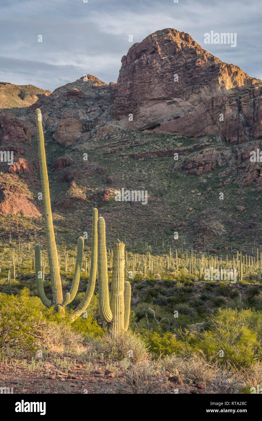 Malerische Landschaften bei Alamo Canyon auf der Ostseite der Landstraße 85, nördlich des visitor center, Organ Pipe Cactus National Monument, Arizona, USA Stockfoto