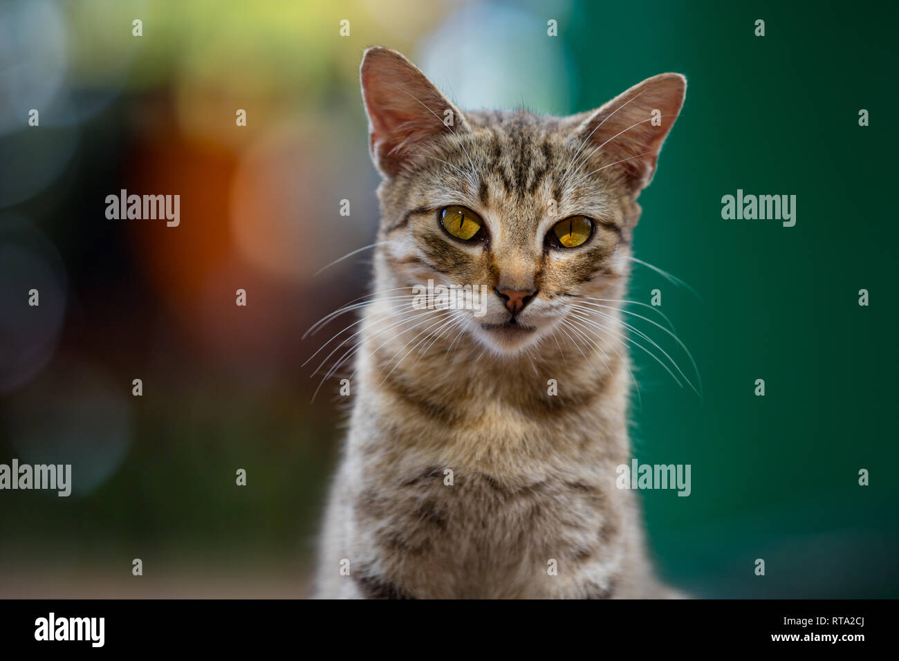Tabby Katze gegen eine bunte unscharf Hintergrund Stockfoto