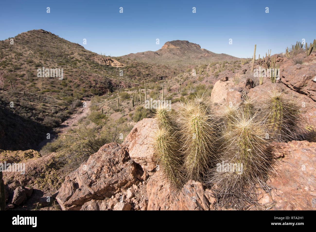 Malerische Landschaften von wildhorse Tank und Canyon, Organ Pipe Cactus National Monument, South-Central Arizona, USA, Ajo Mountain Loop Road Fahren Stockfoto