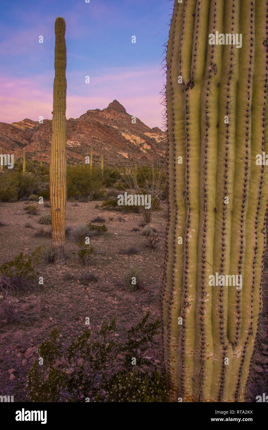 Die malerische Landschaft im Organ Pipe Cactus National Monument, South-Central Arizona, USA, mit prominenten Saguaro Kaktus, Puerto Blanco Loop Road, sunrise Stockfoto