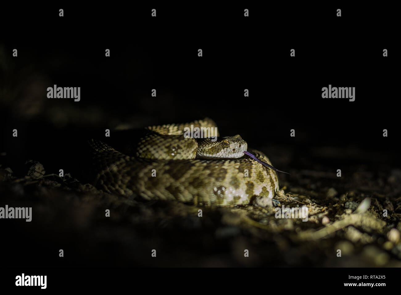 Northern Pacific Rattlesnake im Hinterhalt Position an einem warmen Sommerabend. Stockfoto