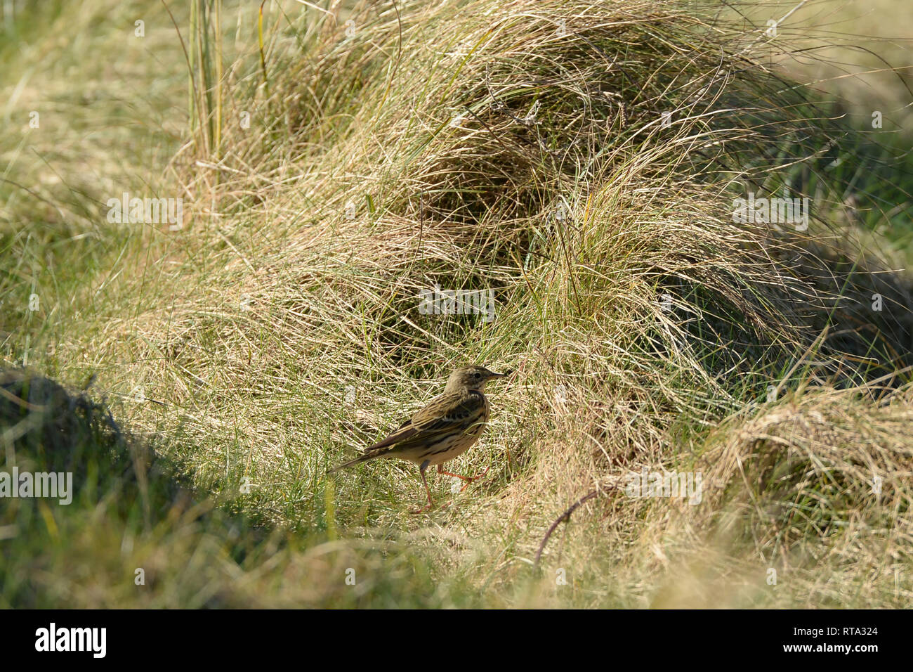 Skylark in tussocks der hohen Gräser nutzt die Vorteile der natürlichen Landebahnen durch die Vegetation auf ahnungslose Insekten zu füttern Stockfoto