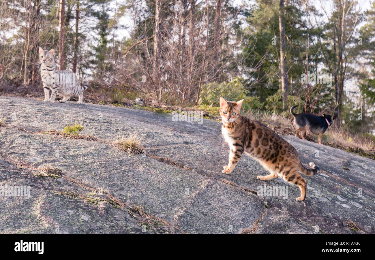 Gruppe Familie Haustiere bestehend aus zwei Bengal Katzen und einen Chihuahua in ihren ersten gemeinsamen Frühling Outing im Freien Stockfoto
