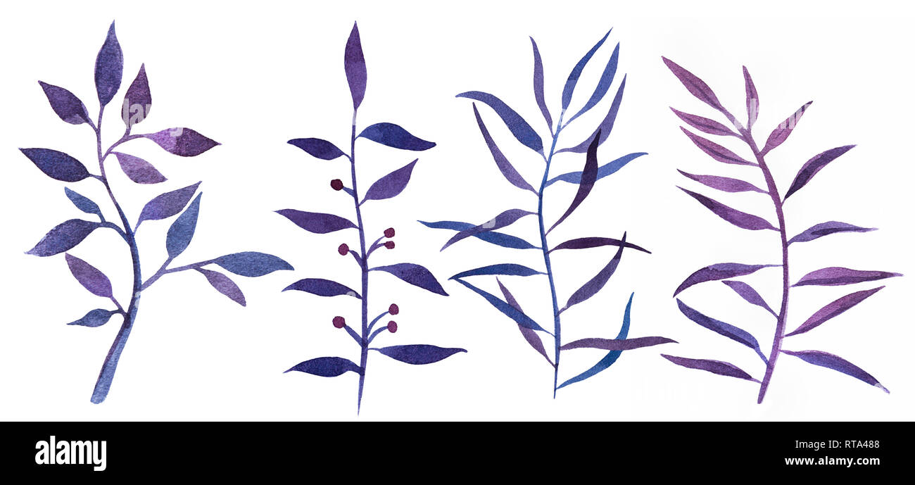 2d Hand Botanischen Aquarell Grafik Elemente dargestellt. Bunte natürliche Illustrationen von lila Zweige und Blätter auf weißem Hintergrund. Stockfoto