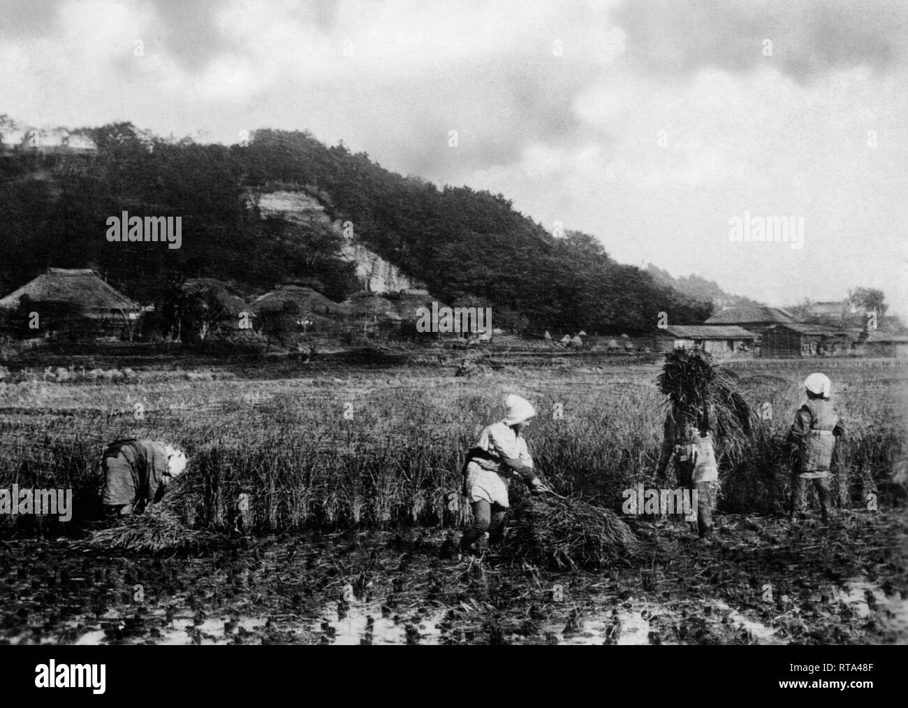Ernte von Reis, China, Asien, 1930-40 Stockfoto