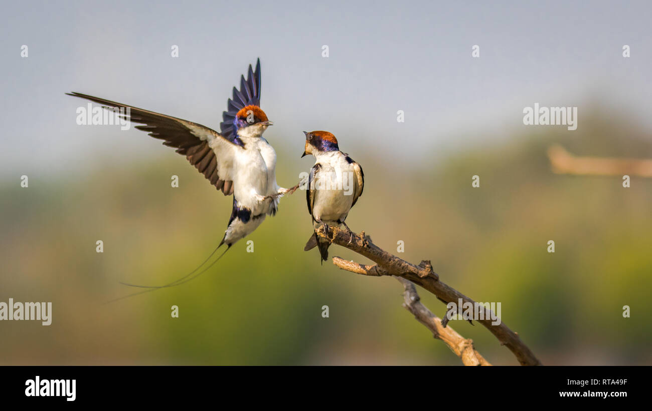 Kabel angebundene Vogel Schwalbe im Kampf gegen Vogel Stockfoto