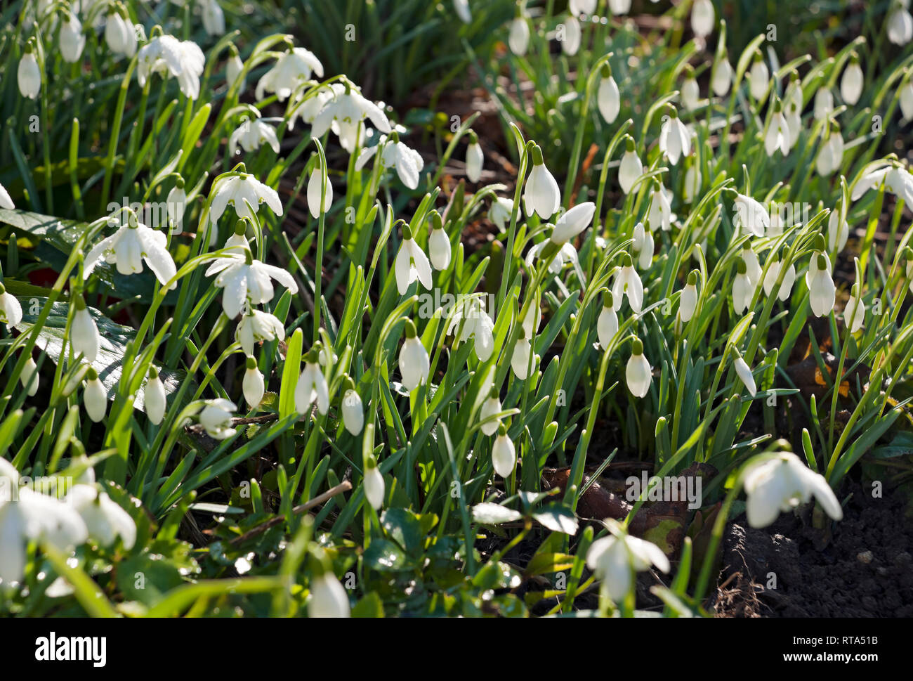 Nahaufnahme von Schneeglöckchen, die im Winter im Frühjahr im Garten wachsen England UK Vereinigtes Königreich GB Großbritannien Stockfoto