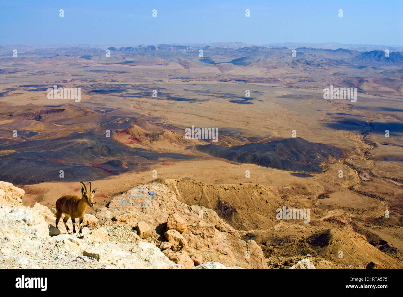 Wüste Negev, Bergziege. Israel Stockfoto