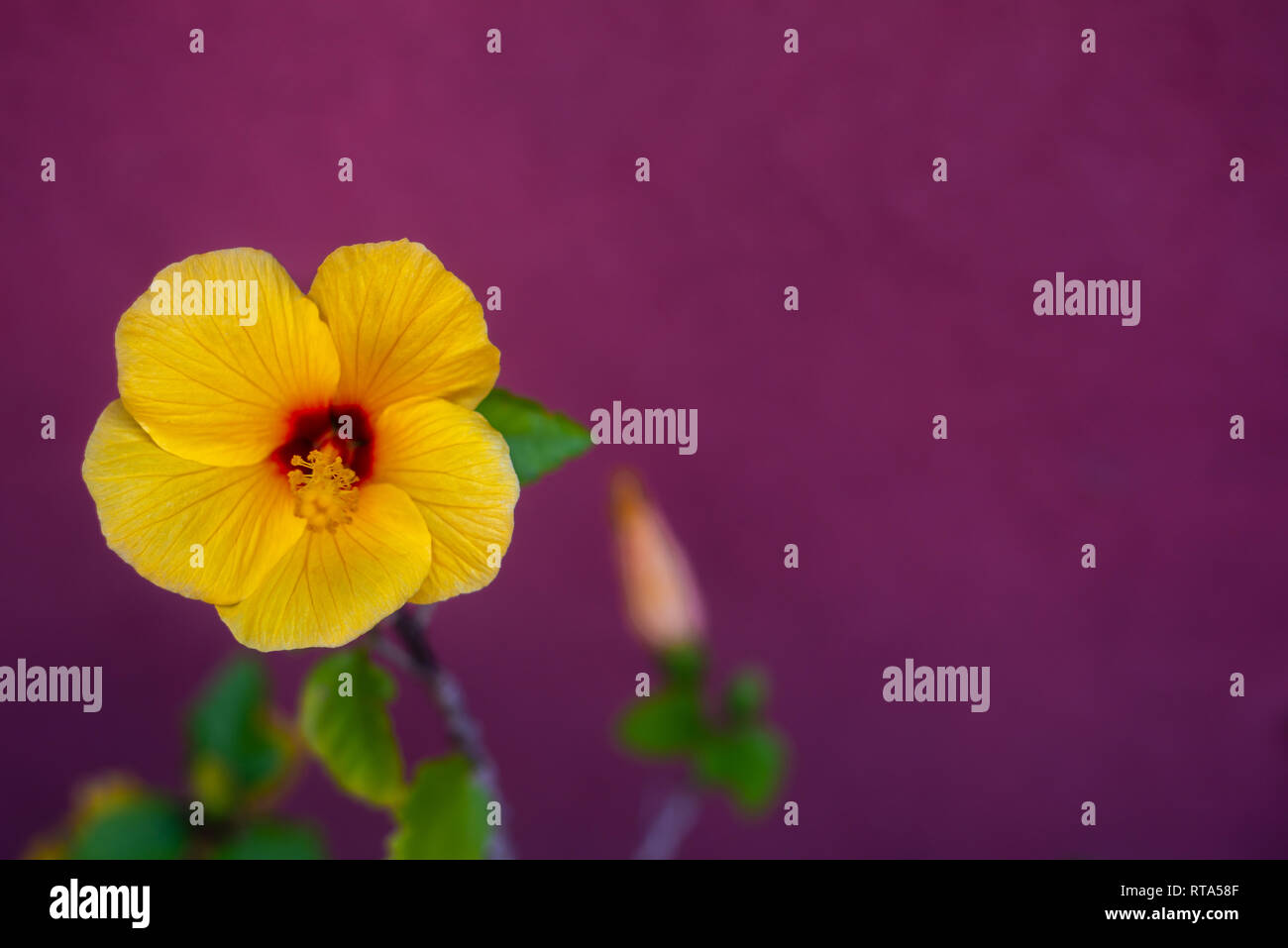Hintergrundbild von tropischen Yellow Hibiscus gegen Magenta Hintergrund mit Kopie Raum Stockfoto