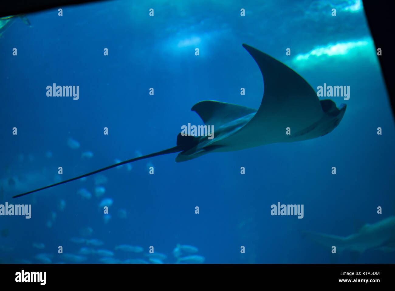 Stier Ray (Aetomylaeus bovinus) auf dem Lissabonner Ozeanarium (Oceanário de Lisboa) in Lissabon, Portugal. Stockfoto