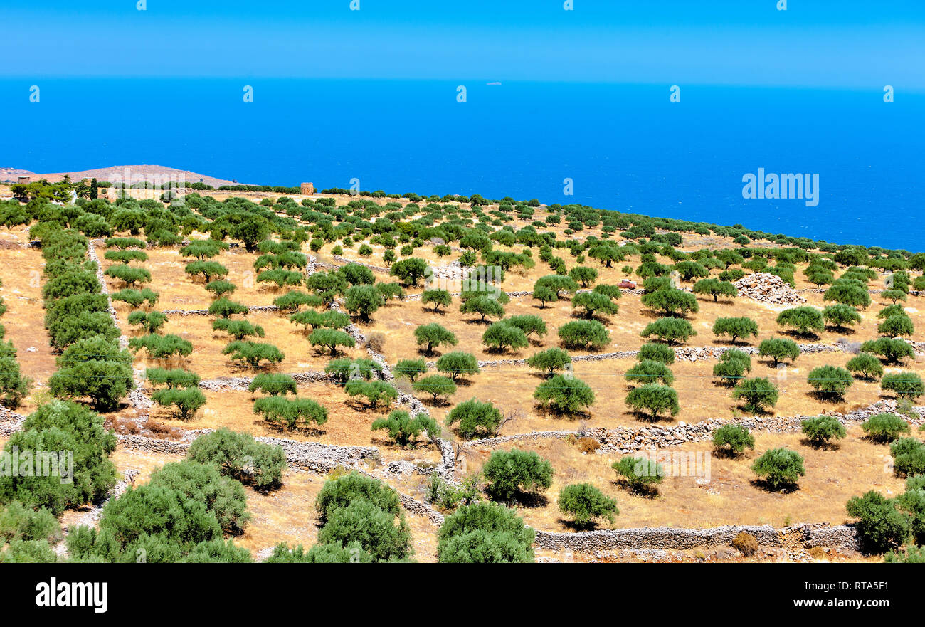 Wunderschne Aussicht auf einen Olivenhain auf dem Berg von Kreta in  Griechenland Stockfotografie - Alamy