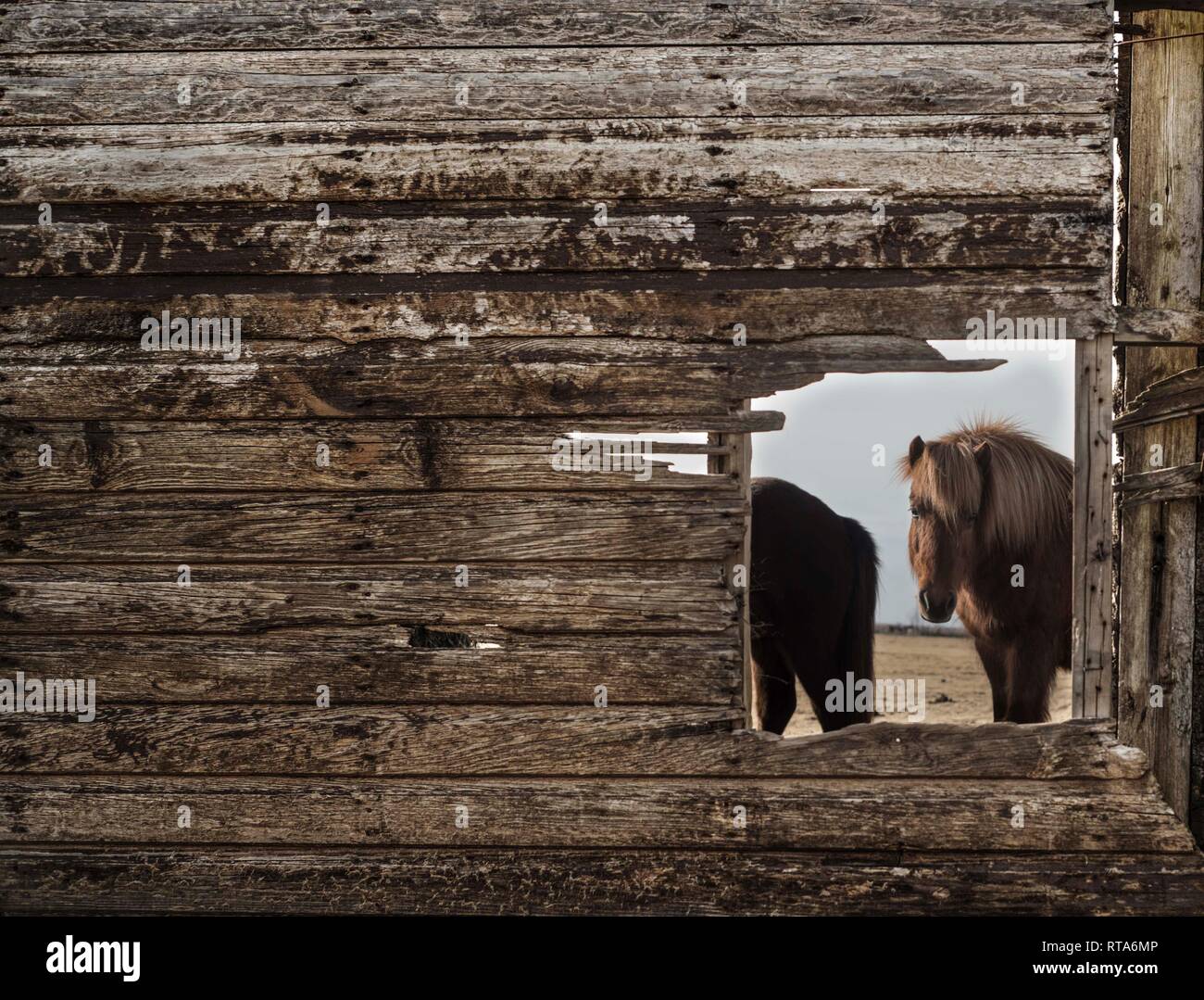 Wilde Pferde im Süden Islands blickt durch Scheune, März 2018 Stockfoto