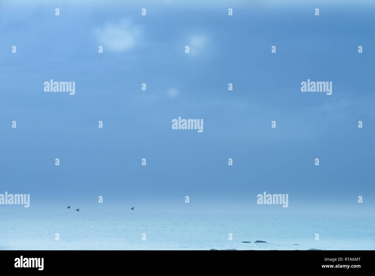 Gänse durch blaue Landschaft in Eyrarbakki, Island fliegen Stockfoto