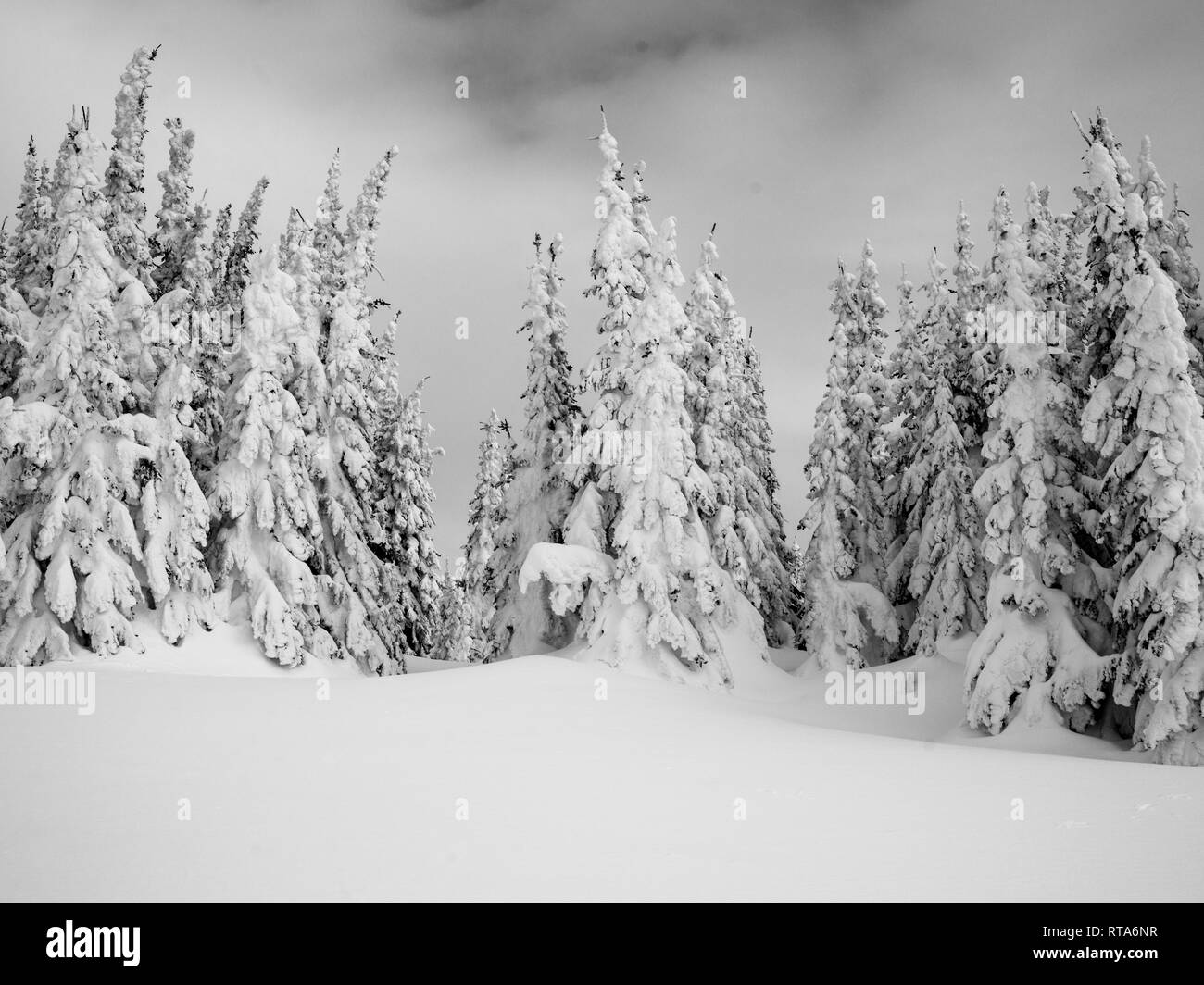 Verschneite Bäume, Sun Peaks Resort, Sun Peaks, British Columbia, Kanada Stockfoto