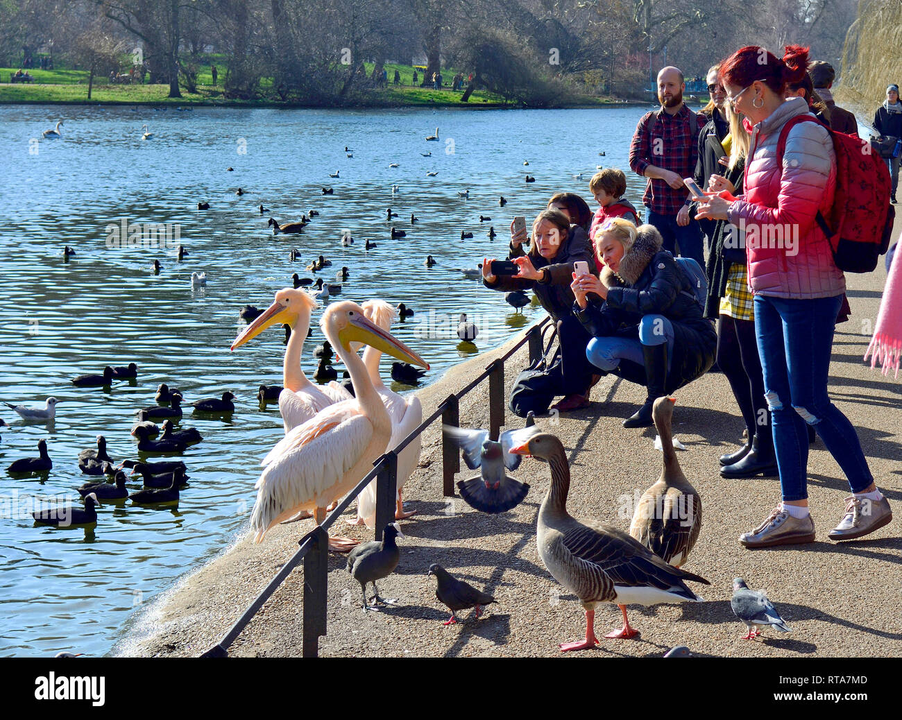 London, England, UK. St James's Park - Touristen die Pelikane fotografieren an einem sonnigen Tag im Februar 2019 Stockfoto