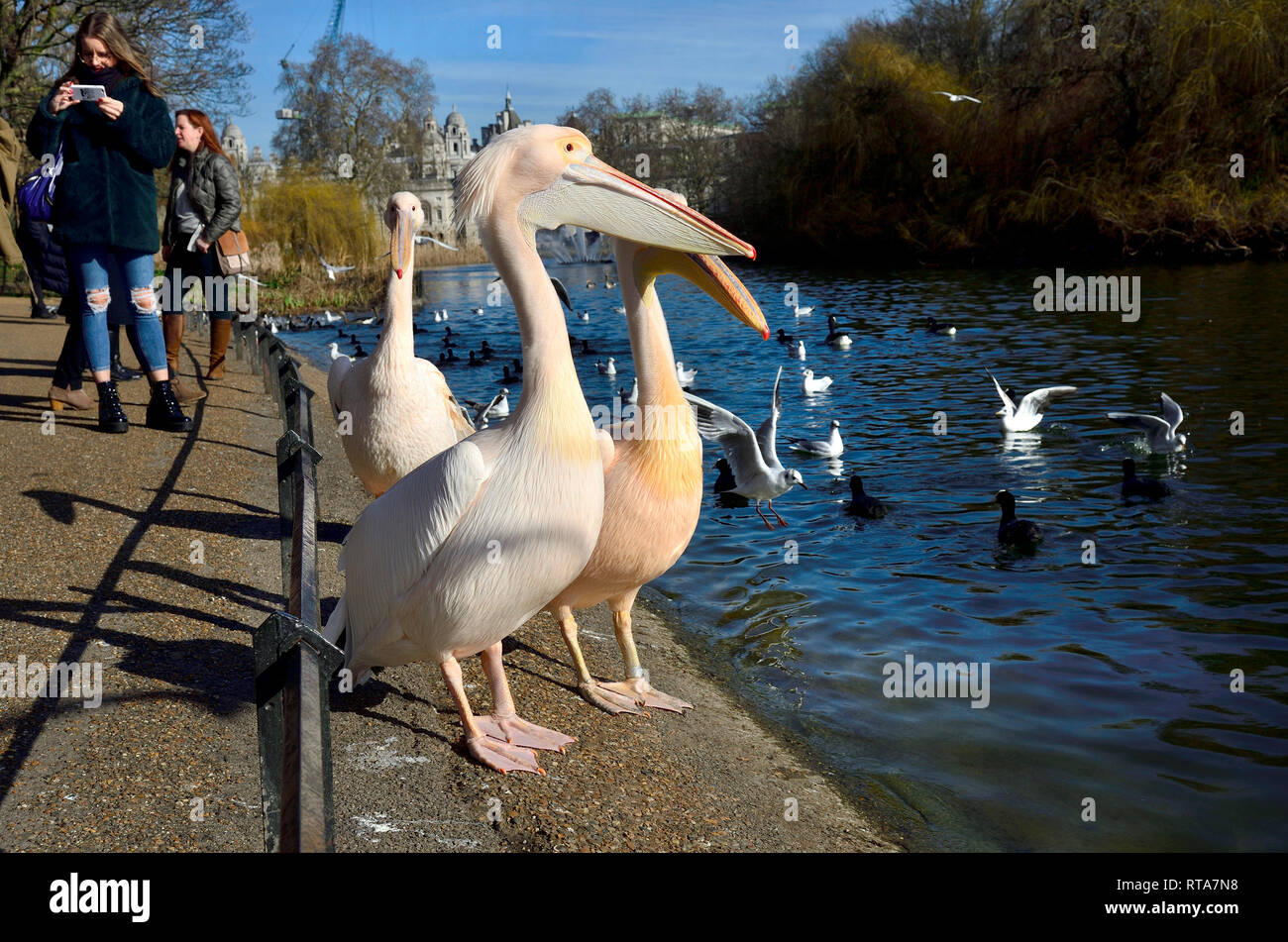 London, England, UK. St James's Park Pelikane an einem sonnigen Tag im Februar 2019 Stockfoto