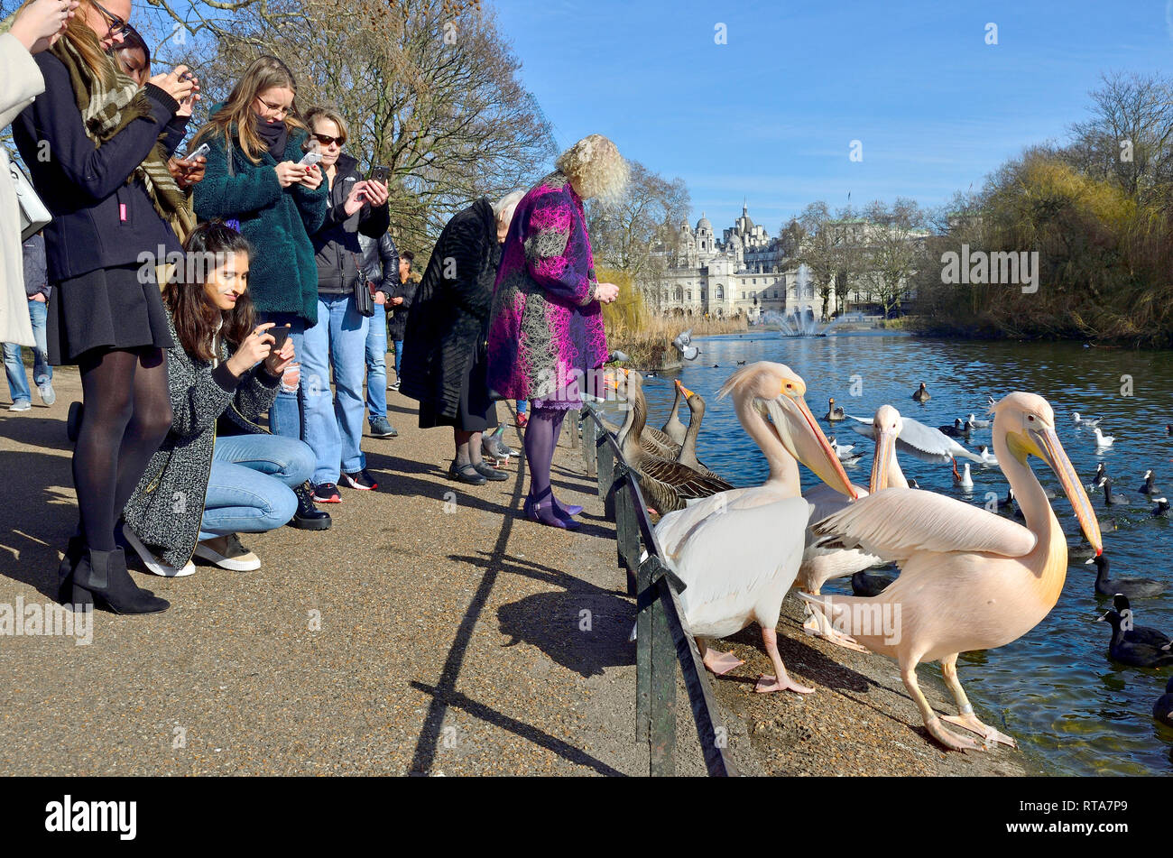 London, England, UK. St James's Park - Touristen die Pelikane fotografieren an einem sonnigen Tag im Februar 2019 Stockfoto