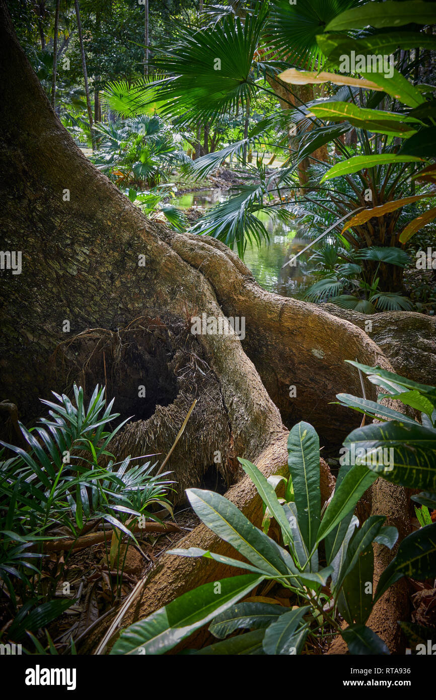 Banyan Baum in Mauritius Urwald Stockfoto