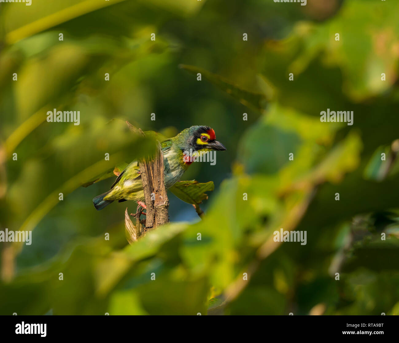 Kupfer smith Barbet Stockfoto