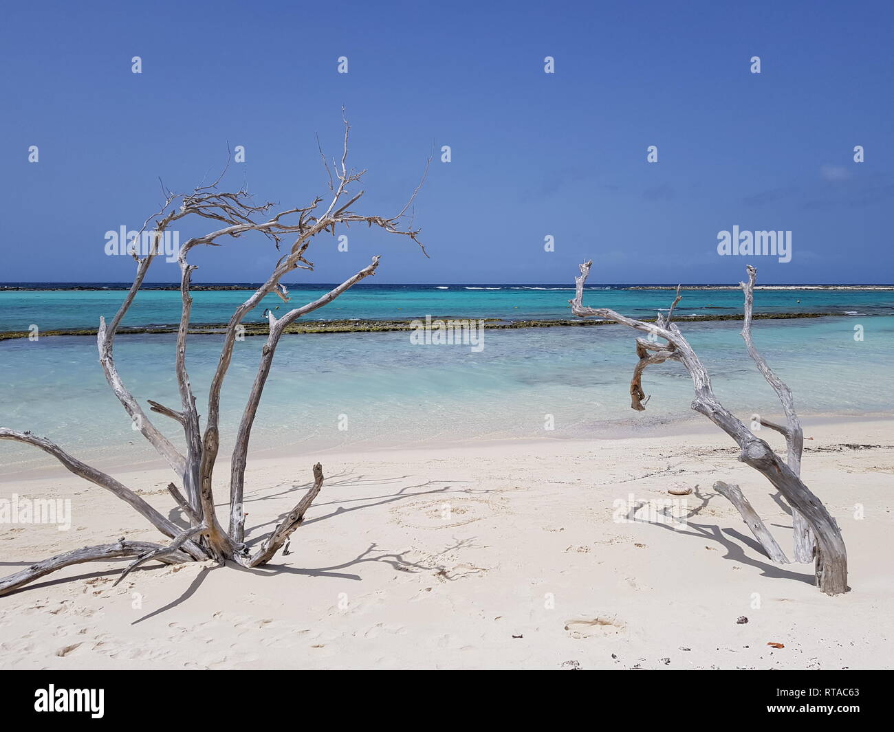 Natur pur auf der Baby Beach in Aruba mit 2 schöne trockene Bäume Stockfoto