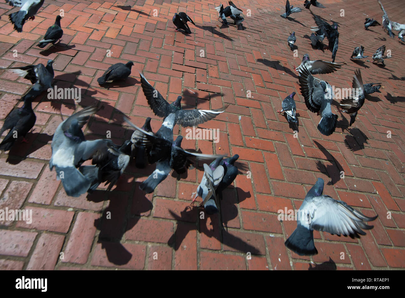 Close-up Gruppe der gemeinsamen Taube auf dem Boden in der Stadt Stockfoto