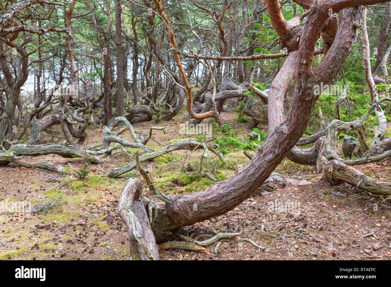 Knorrigen Kiefer in einem alten Wald Stockfoto