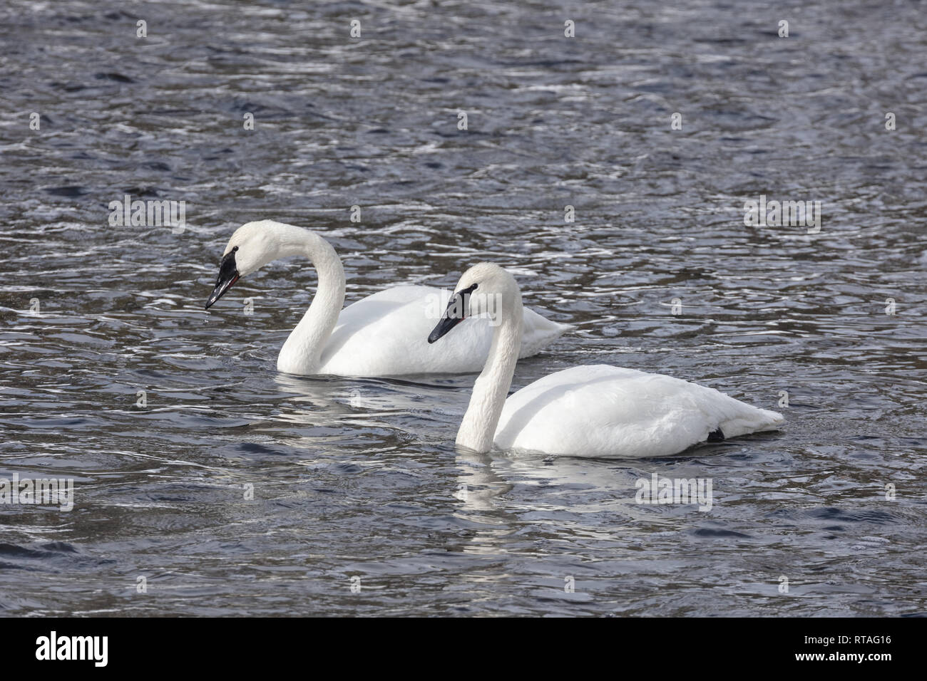 Ein Paar von Trumpeter Schwäne schwimmen zusammen auf den Firehole Fluss im Winter im Yellowstone National Park, Wyoming. Stockfoto