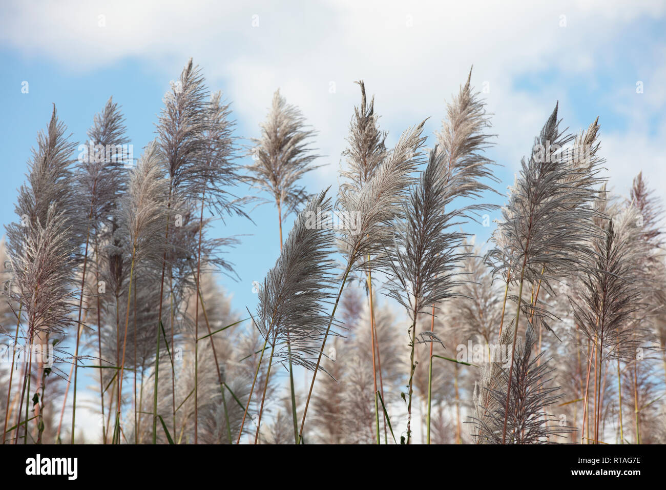 Zuckerrohr Blumen in der Nähe Inle See, Burma. Stockfoto