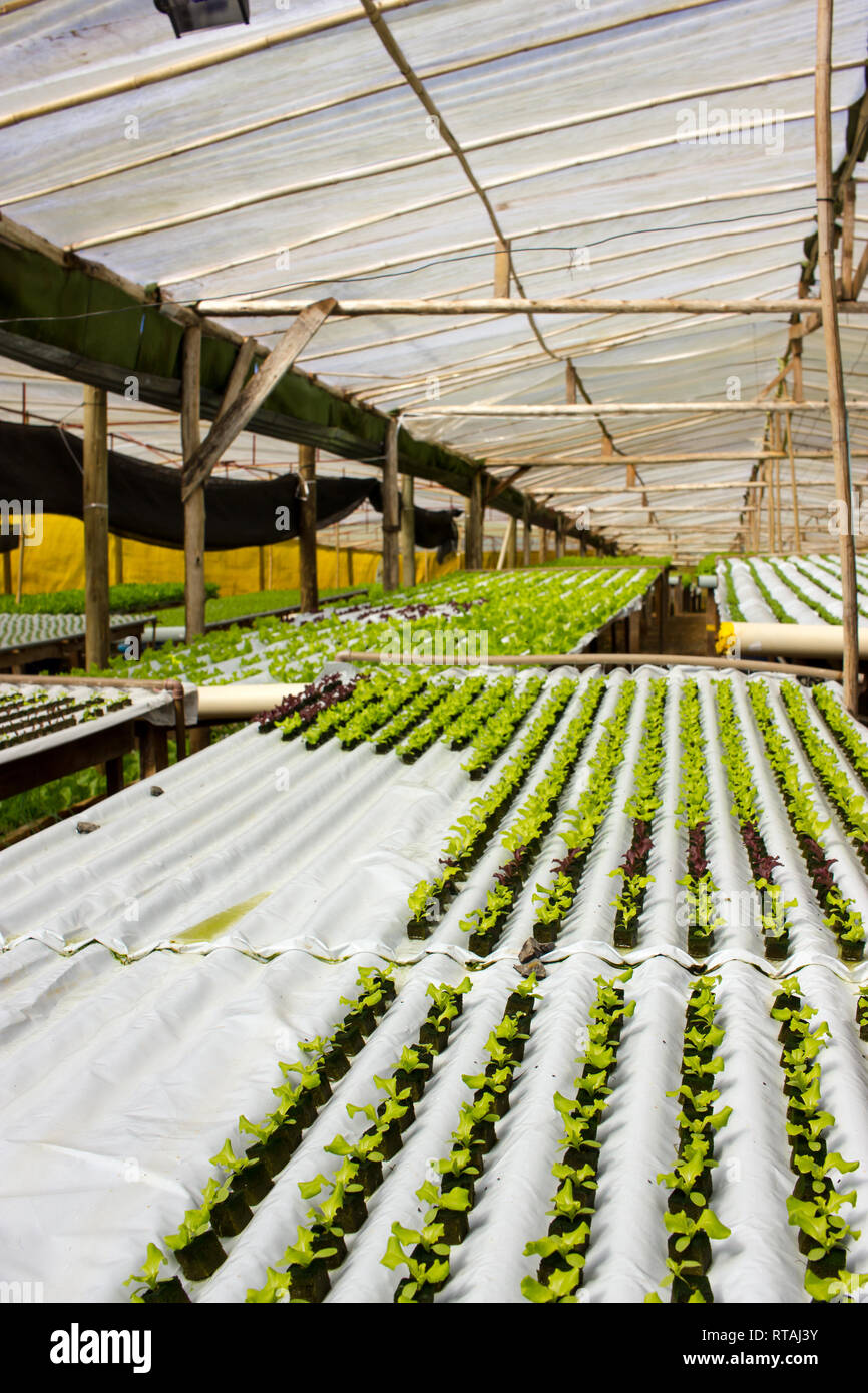 Garten von Baby Pflanzen (Kopfsalat) im Gewächshaus Stockfoto