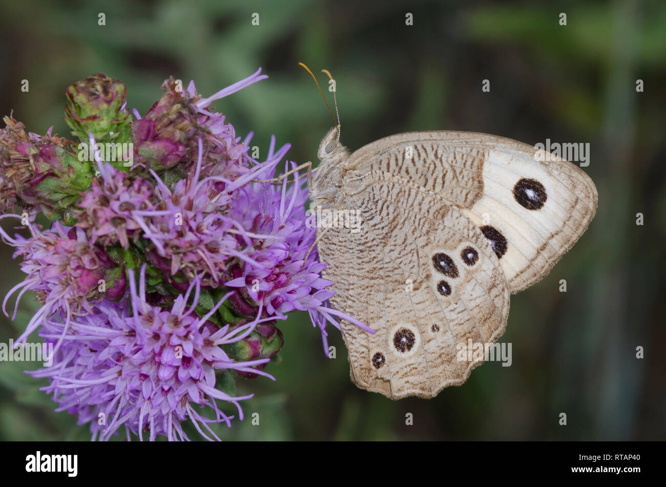 Gemeinsame Wood-Nymph, Cercyonis pegala, Blazing Star, Liatris sp. Stockfoto