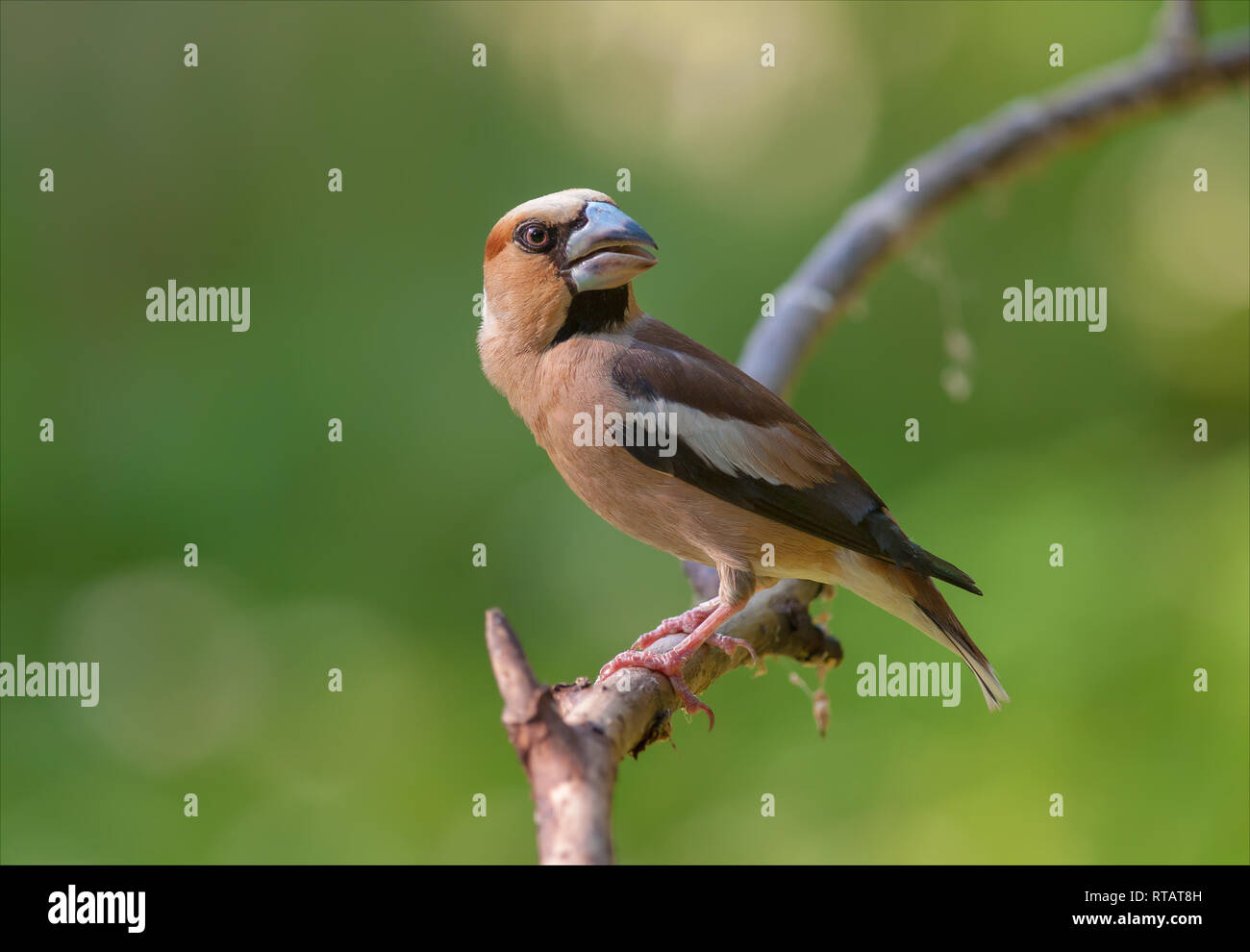 Hawfinch posing bei kleinen Zweig in der Nähe von einem Teich Stockfoto