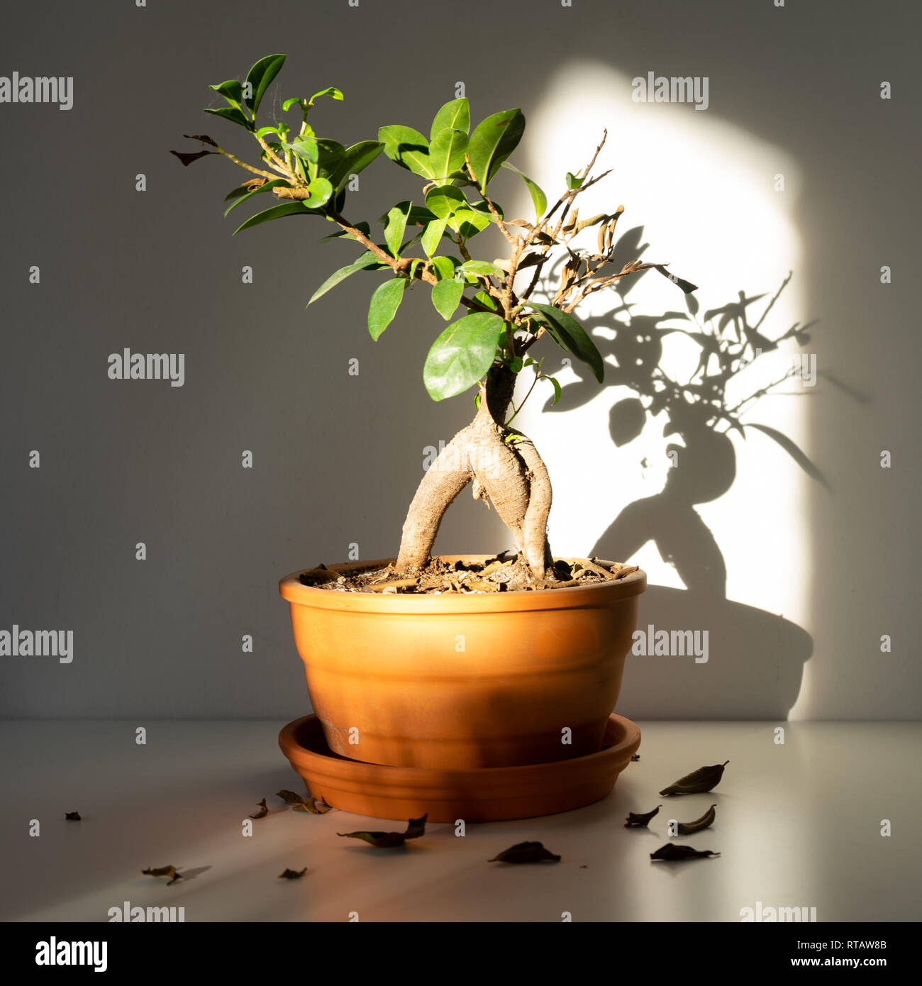 Ficus in Keramik Topf Stockfoto