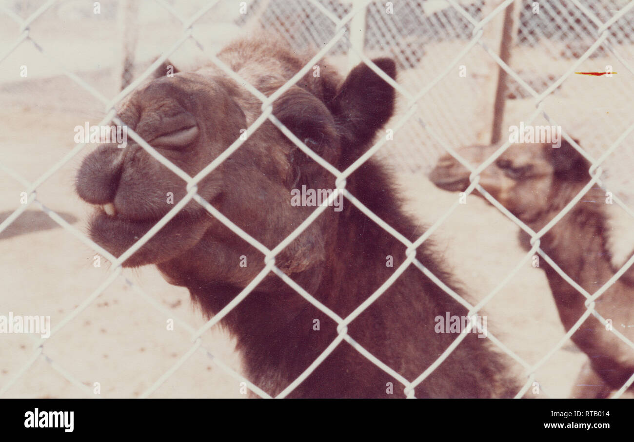 Kamele, Hunde und Ziegen warten Verkauf bei der Kamelmarkt in Hofuf (Al-Hofuf), Al-Ahsa, in der östlichen Provinz Saudi-Arabiens Stockfoto