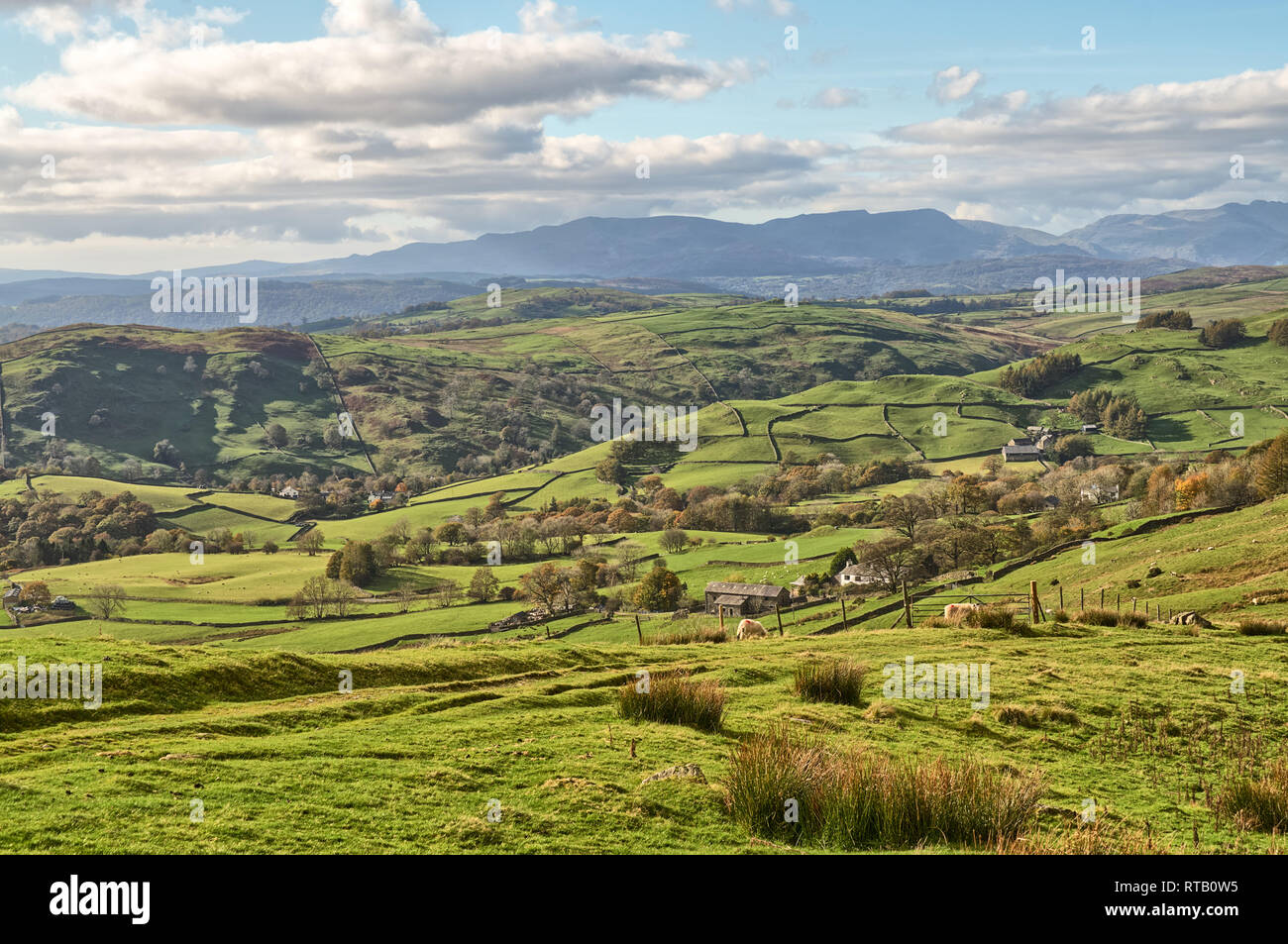 Eine ländliche englischen Szene mit grasenden Schafen und hügelige Landschaft an einem sonnigen Tag. Stockfoto