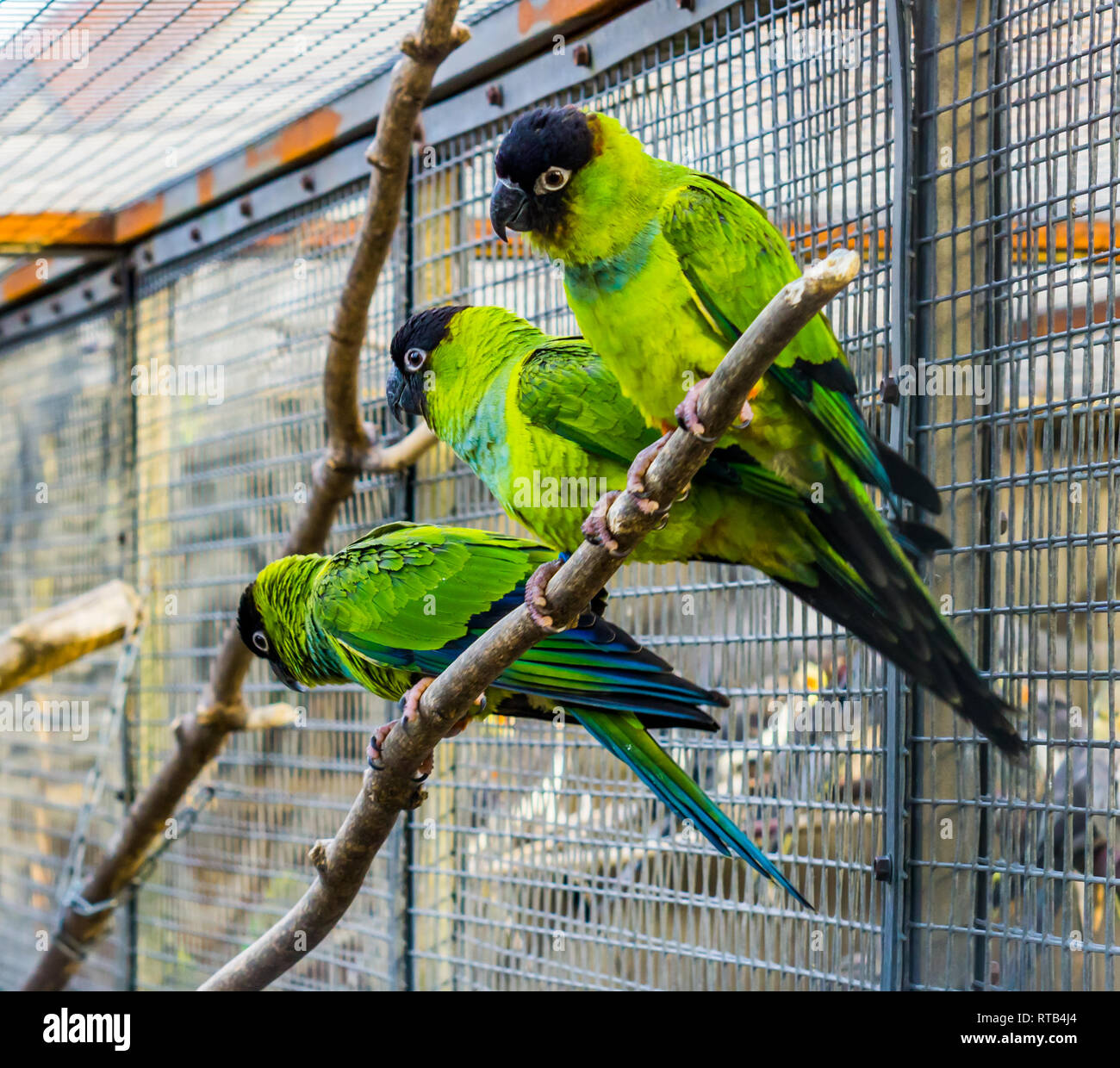 Die vogelzucht, ein Zweig mit Nanday sittiche in einer Voliere, beliebte  Haustiere in der vogelzucht, Tropische kleine Papageien aus Amerika  Stockfotografie - Alamy
