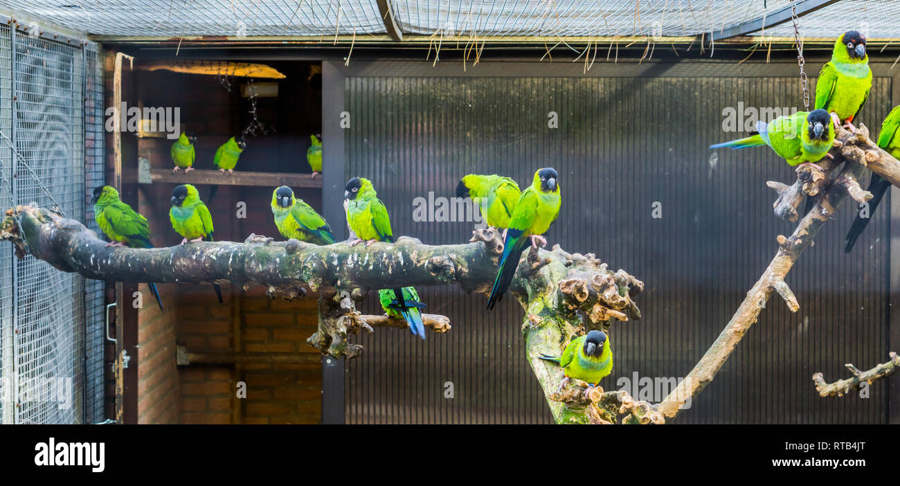 Voliere voll mit Nanday conures, beliebte Haustiere in der vogelzucht, Tropische Vögel aus Amerika Stockfoto