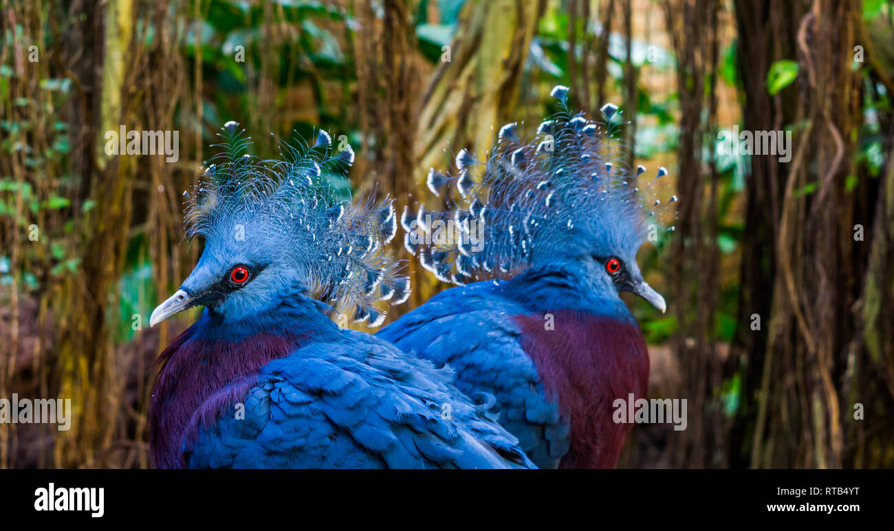 Zwei Victoria gekrönt Taube Gesichter in Nahaufnahme, schöne und bunte Vögel aus Neuguinea, in der Nähe der bedrohten Tierart Stockfoto