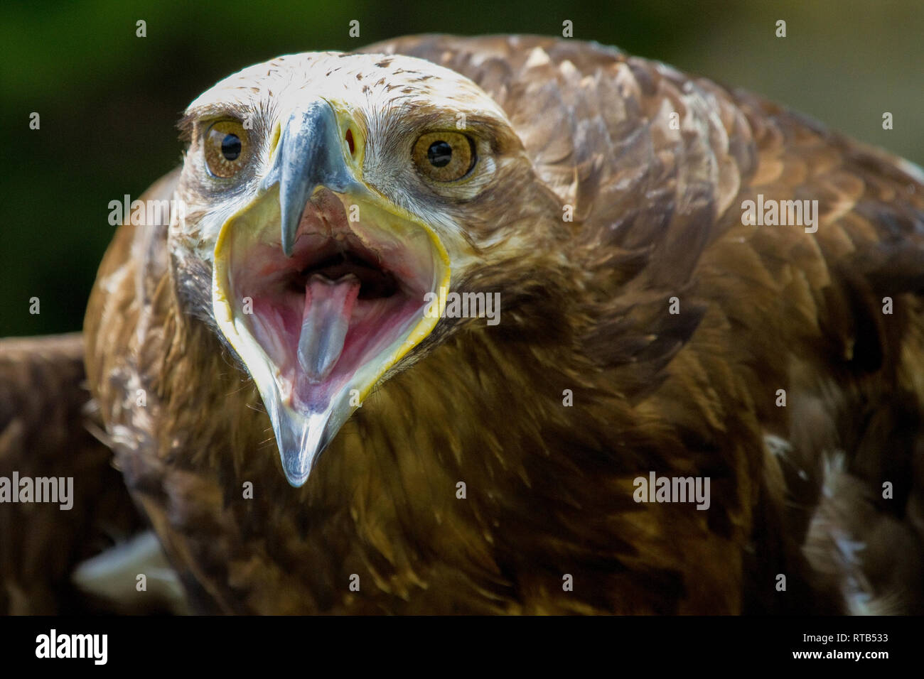 Die Tawny Eagle, Aquila rapax ist ein großer Raubvogel. Wie alle Adler, es gehört zur Familie Accipitridae. Stockfoto